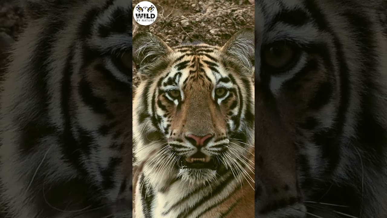 Capturing More Than 3 Tigers A Day: A Story Of Pure Adventure By Rishikesh Lande, WBN Mentor | Tadoba Andhari Tiger Reserve
