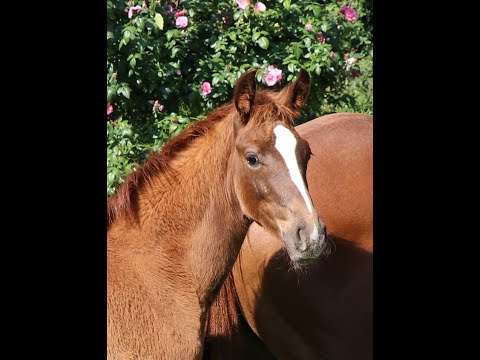 Bewegungsstrakes Stutfohlen von Dohnanyi x Fürst Heinrich aus sporterfolgreichem Stutenstamm