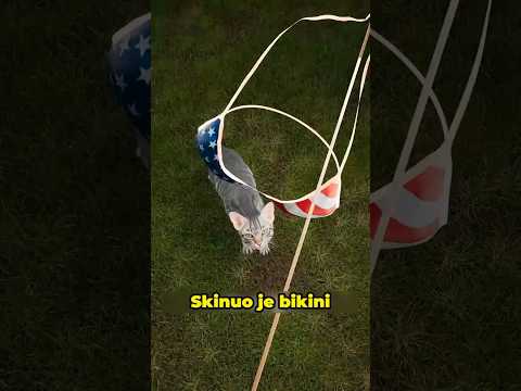 Mačak Koji Je Krao Od Komšija 🐱👙