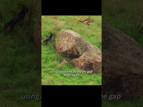 The baby kangaroo is being chased by wild dogs. Will he escape?#animals