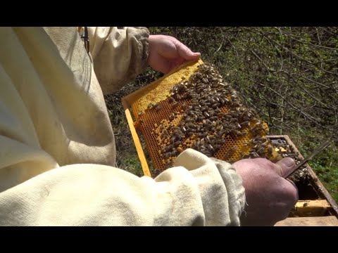 Bücherskorpion # 3: Finden wir Bücherskorpione?