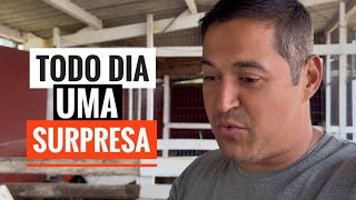 DO NADA… NASCERAM MAIS 3 FILHOTES NO SÍTIO! 