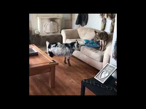 This goat and coyote are best friends.