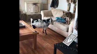 Goat and Coyote Are Best Friends || ViralHog