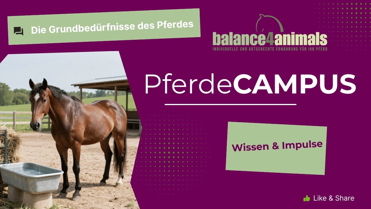 Vorschaubild – Bewegung und Kraftfutter beim Pferd – Pferde CAMPUS von balance4animals