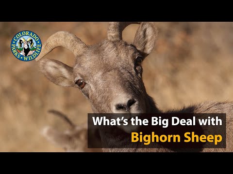 , title : 'Apa Hebatnya Domba Bighorn?'