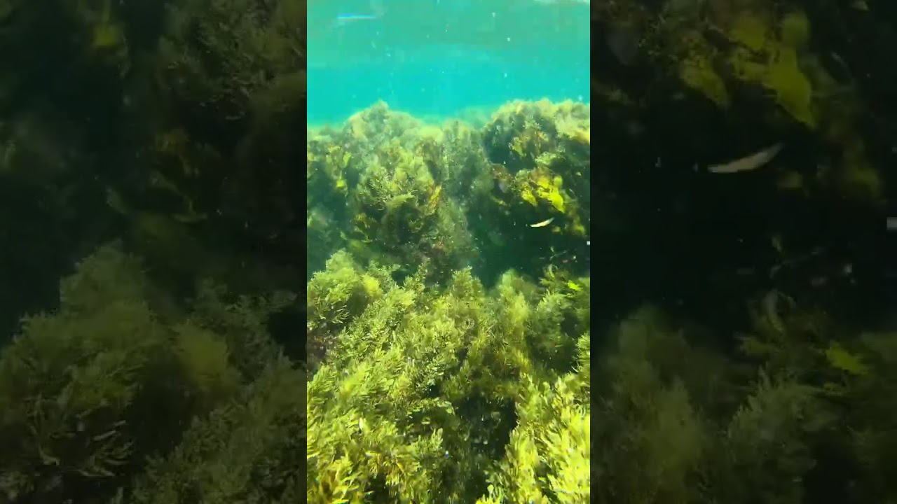 YouTube Short thumbnail