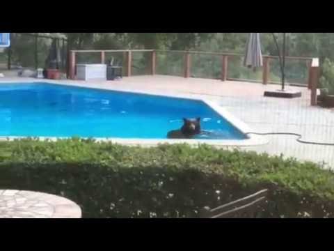 Swimming Bear Visits Arcadia Home
