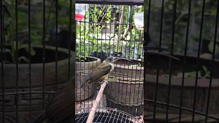 Download lagu Masteran pijantung pisang #kicaumonster #kicaumania #pijantung mp3