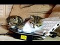 Funny cats. How to hack a computer. Lesson from ...