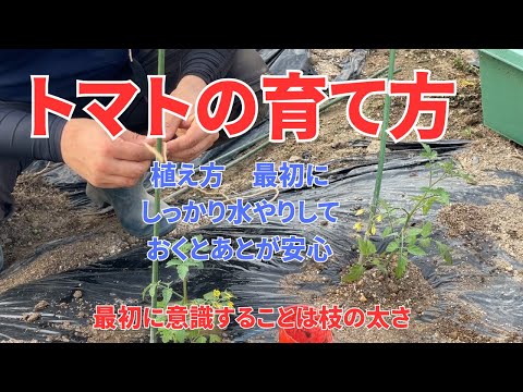 イラクサとトマトの植え付け: イラクサの葉を植え穴に入れるのはなぜですか?  庭園