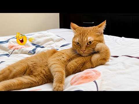 You Laugh You Lose 😂😹 | Ultimate Funny Cat Compilation