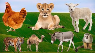 Cute Farm Animals: Rooster, Lion, Sheep, Tiger, Donkey, Monkey – Animal Sounds