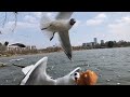 Feeding Seagulls Cake Heartwarming Moment With Coastal Birds Slow Motion