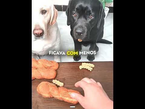 O Cachorro Que Nunca Esqueceu o Amigo #shots