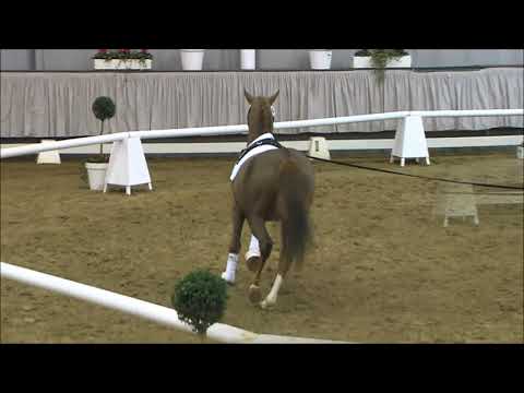 45 Diamond Colore P v. Diamond Touch NRW / Derbino