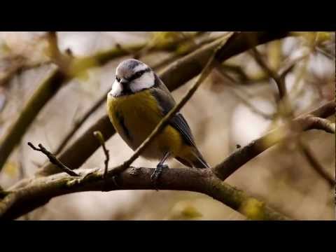 Blue Tit (Cyanistes caeruleus or Parus caeruleus) / Blaumeise [05]