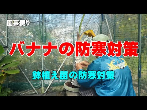 バナナの木を寒さに耐えて越冬させるための役立つヒントはありますか?  庭園