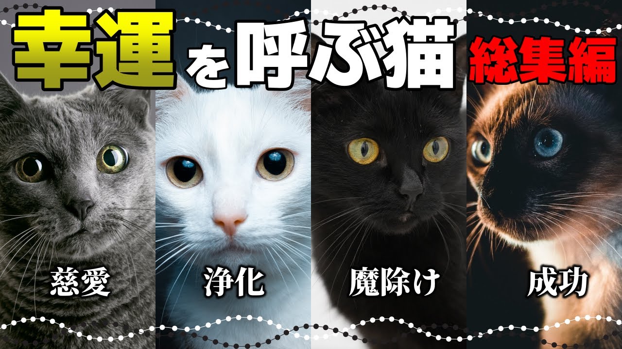 【総集編】猫は幸せを招く！猫の毛色や模様のスピリチュアルな意味