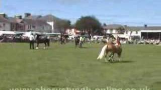 preview picture of video 'Aberaeron Festival of Welsh Ponies and Cobs'