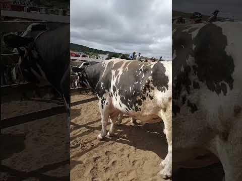 Maior boi da feira de capoeiras Pernambuco #gado #pecuarista