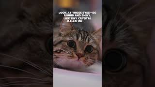 Download lagu When Your Cat Sees a “Ghost”… but Isn’t Scared at All! #funnycat #catreaction #cutecat #shorts mp3