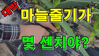 마늘수확량 늘리기 / 마늘통 크게 키우기 / 마늘 병충해방제 / 마늘줄기둘레 10cm / 마늘비대기해야할 일