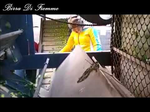 Raccolta del Luppolo #birradifiemme #birraagricola #luppolo #valledifiemme #visitfiemme #birra #beer