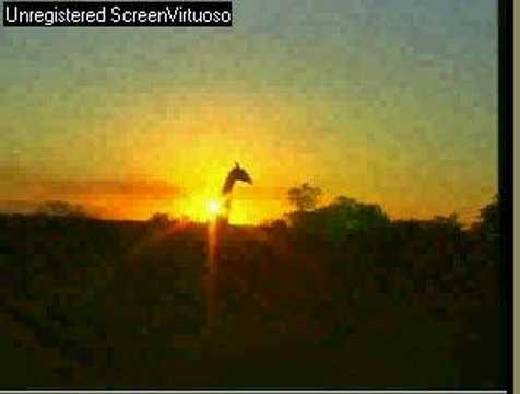 Djuma Wildearth Giraffe at sunset