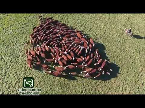 Reproductores de Terragarba 2017