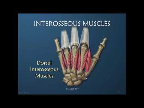 Insight into the Interosseous Muscles Part 1 of 10: Overview Concepts