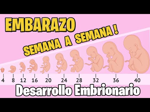 ✅ FERTILIZATION AND EMBRYONIC DEVELOPMENT | 🏆 Better Explained