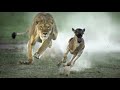Eric Thomas - The Lion vs The Gazelle
