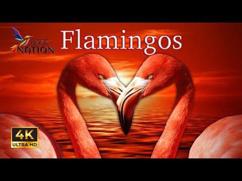 Stunning Pink Water Birds Flamingo Relaxation Music Calming Music #asmr #viral #birds #relax