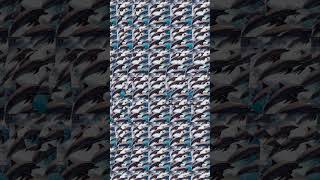 World Dolphin Day. And in Stereogram. Can you see it? #stereogram #hidden #cool #challenge #dolphin