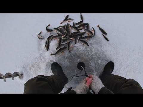 Keväistä ahvenen pilkintää merellä