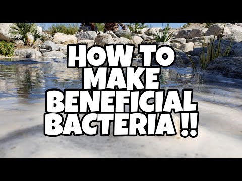 How to MAKE BENEFICIAL BACTERIA | How to tips