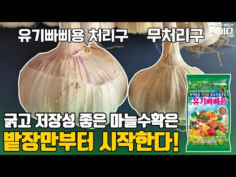 굵고 저장성 좋은 마늘 수확은 밭장만부터!