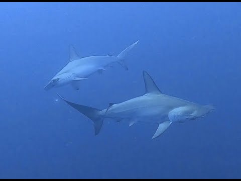 Diving Brothers, Daedalus and Elphinstone June 2022