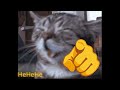 Cat Laughing Meme Sound Effect 🫵 Funny Sound Effects