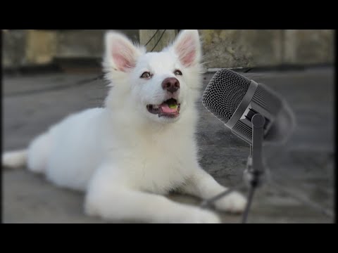 YouTube Thumbnail