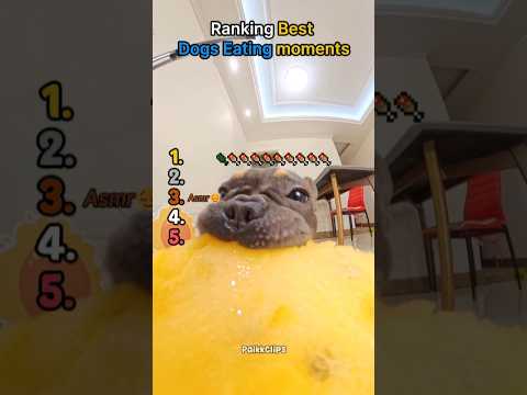 Ranking Best Dogs Eating Moments 🐶 #viral
