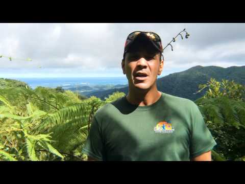 El Yunque Tours - Can I Swim in the Waterfall?