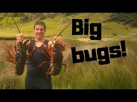 Massive crayfish haul!!! Far north NZ freediving...