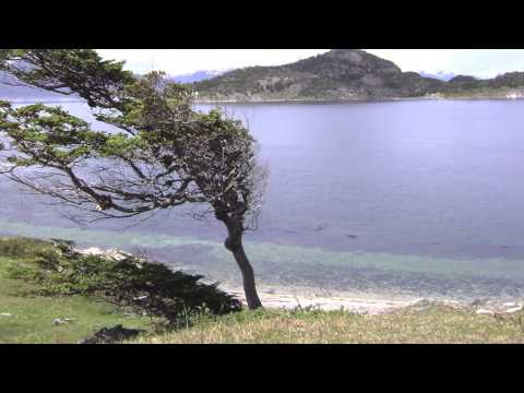 El pi de Formentor de Miquel Costa i Llobera