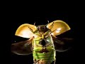 Bug Explore By 4k Video