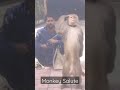 Monkey Salute #shorts #monkey #salute #securityguard #viral #trending