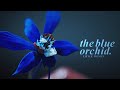 The blue orchid.