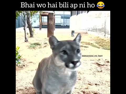 Bhai wo hai Bili or ap onsaan ho | Aiman Muneeb & Saqib bhai