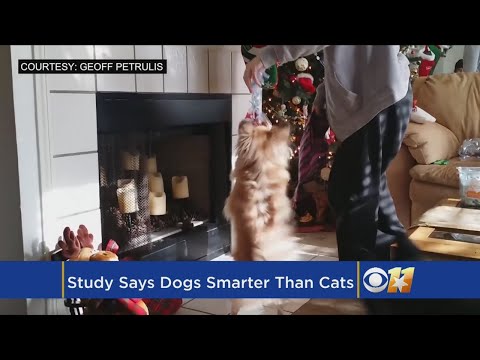 Study Finds Dogs Are Smarter Than Cats